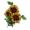 Three sunflowers