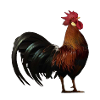 poulet am431