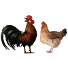 coq et poule am431