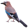 jay am431