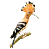 hoopoe am431