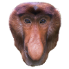 nasal monkey am431