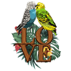 Budgerigar love parakeet