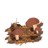 Champignons cueillettes cueillettes champignons