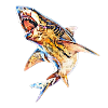 White shark