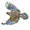 Faucon
