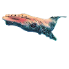 Humpback whale