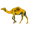Dromedary