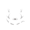 raccoon fun