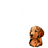 Labrador