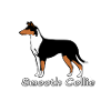 Smooth Collie tricolour