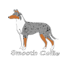 Smooth Collie blue-merle