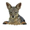 Jackal - Wildlife - Safari - Africa - Savannah