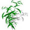 Bamboo with shadow
