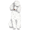 Caniche jouet blanc