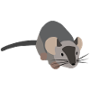 Gray mouse