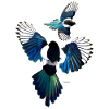 Magpies