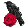 Crow Rose