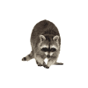Waschbär
