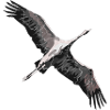 Crane flying south