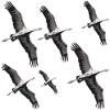 Bird migration cranes