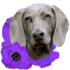 Weimaraner mit Anemonen blüten