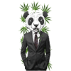 Panda cannabis