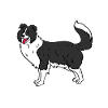 border collie