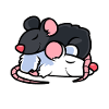 Rats