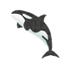 orca Whale