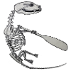 Skeleton Quentin