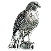 Falcon