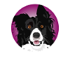 Border Collie dog cool