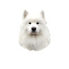 Samoyed