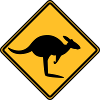 Caution kangaroo