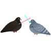 Lightsaber Pigeon Friends Fight - pigeon