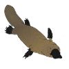Platypus Platypus