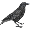 crow bird