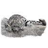 Snow leopard cub relaxed