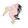 Pink pelican