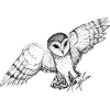 Barn owl in the attack