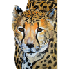 Cheetah drawing