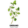 Oregano kitchen herbs