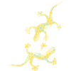 Golden gecko
