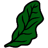 Lettuce