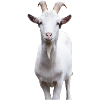 White Mountain Goat Portrait