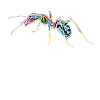 ant