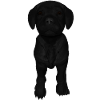 Labrador puppy