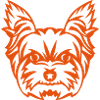 yorkshire terrier dog