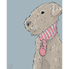 Lakeland Terrier